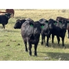 Image 3 : JR Cattle Company Ltd. - 26 Black Angus X April/May Calving Bred Heifers (Fort Macleod, AB)