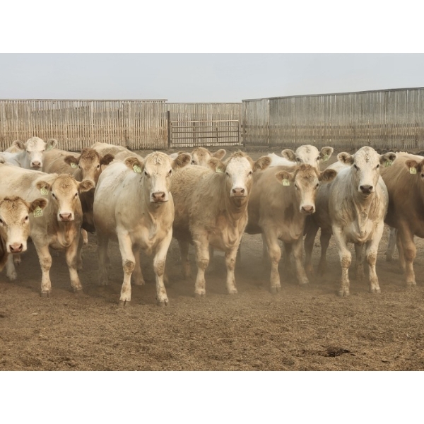 Lacasse Farms Ltd. - 1100# August Delivery Heifers - 165 Head (Kincaid, SK)