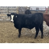 Image 6 : Hawk Ranching - 970# March Delivery Steers - 65 Head (Parkland, AB)