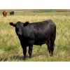 Image 4 : Riverbend Ranch - 1000# October Delivery Grass Steers - 250 Head (Coronation, AB)