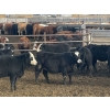 Image 4 : L&C Withage - 12 BBF Replacement Heifers (Monarch, AB)
