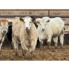 Image 4 : JG Larson Livestock (V-V) - 800# April Delivery Heifers - 74 Head (Jenner, AB) VBP+