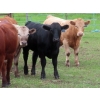 Image 5 : Ranahan Ranch - 950# June Delivery Steers - 65 Head (Whitewood, SK)