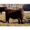Image 4 : Jordan Livestock - 20 Red Simm/Angus X Replacement Heifers (Rimbey, AB)