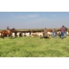 Image 5 : Hiebert Ranches - 620# October Delivery Steer Calves - 170 Head (Gem, AB)