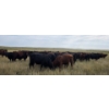 Image 7 : McDougald Ranch Ltd. - 890# September Delivery Grass Steers - 165 Head (Maple Creek, SK)