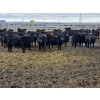 Image 3 : M.S. MacLean Livestock - 870# March Delivery Steers - 163 Head (Coaldale, AB)