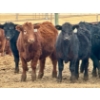 Image 3 : Duane & Austin Ashbacher - 775# February Delivery Steers - 80 Head (Arrowwood, AB)