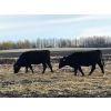 Image 5 : Burnt Out Creek Ranch - 50 Black/BBF Simm/Angus X May/June Calving Bred Heifers (Crooked River, SK)