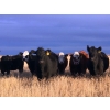 Image 3 : 98 Ranch - 5 BBF Angus X May/June Calving Bred Heifers (Lake Elma, SK)