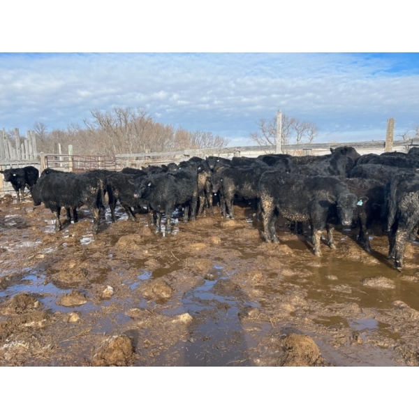 TV Bar Farms Ltd. - 680# March/April Delivery Steers - 80 Head (Goodlands, MB)
