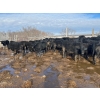 Image 1 : TV Bar Farms Ltd. - 680# March/April Delivery Steers - 80 Head (Goodlands, MB)