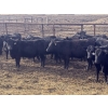 Image 5 : Midpoint Farms - 26 Black Angus X April/May Calving Bred Heifers (Drayton Valley, AB)