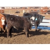 Image 8 : Bezan Cattle Corporation - 725# March Delivery Steers - 75 Head (Midale, SK)