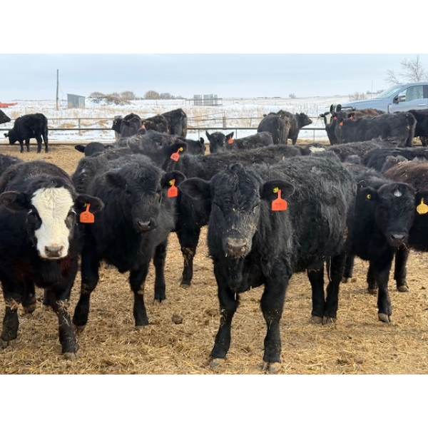 Belle Creek Stock Farms - 765# March Delivery Heifers - 160 Head (Belleview, MB)
