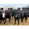 Image 1 : Belle Creek Stock Farms - 765# March Delivery Heifers - 160 Head (Belleview, MB)