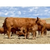 Image 5 : Meyer Cattle Inc. - 10 Red Angus X 4th Calf Pairs (Lethbridge, AB)