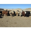 Image 5 : Downie Lake Colony - 860# March Delivery Heifers - 111 Head (Maple Creek, SK)