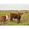 Image 2 : Coyote Tree Ranching - 560# November Delivery Steer Calves - 100 Head (Patricia, AB)