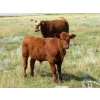 Image 8 : Henrickson Ranch & TC Farms  - 590# November Delivery Steer Calves - 95 Head (Patricia, AB)