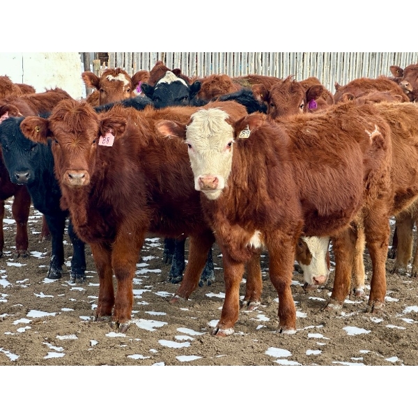 Doug Reinhardt - 700# March Delivery Heifers - 34 Head (Irricana, AB)