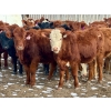 Image 1 : Doug Reinhardt - 700# March Delivery Heifers - 34 Head (Irricana, AB)