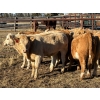 Image 3 : Jeff Smith - 660# October Deliver Steer Calves - 85 Head (Sundre, AB)