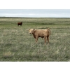 Image 14 : Saddleridge Farming - 640# November Delivery Steers - 100 Head (Rosemary, AB)