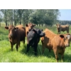 Image 4 : Lone Star Cattle Co. - 1040# September Delivery Grass Steers - 530 Head (Buck Lake, AB)