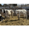 Image 4 : CS Livestock - 750# Holstein Steers - 18 Head (Rimbey, AB)