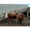 Image 4 : Birch Island Land & Cattle - 950# June/July Delivery Heifers - 63 Head (Rhein, SK)