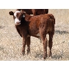 Image 5 : Mayfield Ranching - 450# Steer Calves - 70 Head (Etzicom, AB)