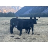 Image 3 : 20X Ranch Ltd. - 550# November Delivery Heifer Calves - 95 Head (Hedley, BC)