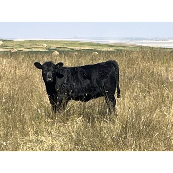 Harley Hutton - 560# October Delivery Heifer Calves - 90 Head (Hanna, AB)