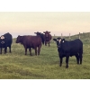 Image 3 : Bar 3 Ranches Ltd. - 1100# September Delivery Grass Steers - 40 Head (Erskine, AB)