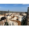 Image 6 : Hiebert Ranches - 620# October Delivery Steer Calves - 170 Head (Gem, AB)