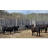 Image 3 : Bryan Ranch Ltd. - 750# May Delivery Heifers - 82 Head (Maple Creek, SK)