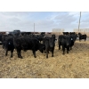 Image 3 : 9 Bar Ranch - 850# February Delivery Steers - 140 Head (Taber, AB) VBP+