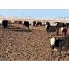 Image 4 : Four Harts Cattle Co. - 800# April Delivery Heifers - 75 Head (Vermilion, AB)
