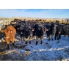 Image 2 : Bauer Ranching - 780# February Weaned Steers - 148 Head (Hilda, AB)