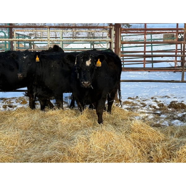 Armstrong Family Ranch - 4 Heifers (Pen 146)