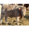 Image 12 : Stankievech Ranches - 770# January Delivery Steers - 80 Head (Trochu, AB)