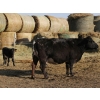 Image 2 : Black Powder Cattle Company - 35 June Delivery Exotic X Pairs (Oxbow, SK)