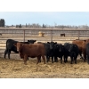 Image 2 : Bruce & Judy Dickson - 1081# November Delivery Heifers - 95 Head (Leslieville, AB)