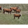 Image 3 : Stone Hill Ranch Ltd. - 500# October Delivery Steer Calves - 95 Head (Medicine Hat, AB)