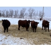 Image 1 : Munro Ranching - 10 Red Angus X March/April Calving Bred Heifers (Cochrane, AB)