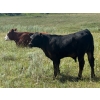 Image 7 : Twisted K Limousin - 540# October Delivery Steer Calves - 40 Head (Byemoor, AB)
