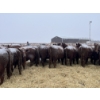 Image 3 : Mahlon Bear - 11 Red Heifers (Pen 510 - 512)