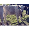 Image 5 : Fred Courtney - 650# October Delivery Steer Calves - 65 Head (Delia, AB)