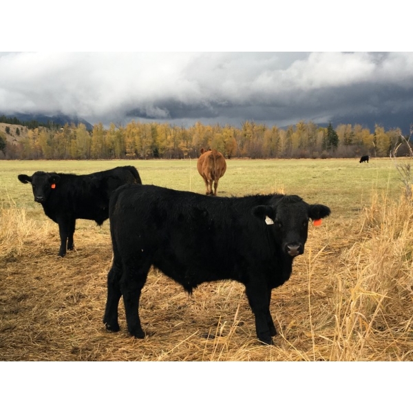 Franz Feldmann - 670# October Delivery Steer Calves - 95 Head (Radium, BC)